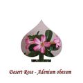 Desert Rose 