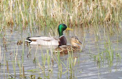 kamasutra: les canards se baignent dans la rivière