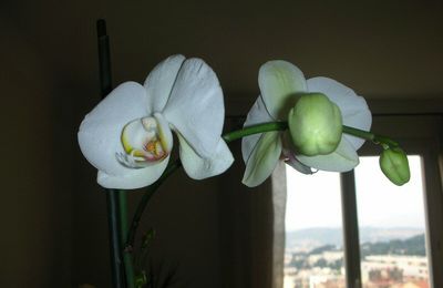 Mon orchidée a refleuri!