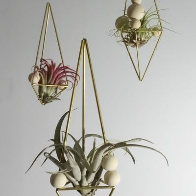 Créer son jardin d'hiver : des Himmelis pour les Tillandsias [DIY]