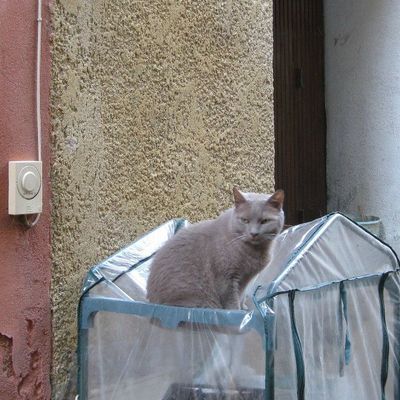 Rue de la Liberté à Nyons