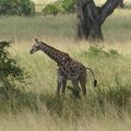 Girafes 5 - Afrique de l'Est