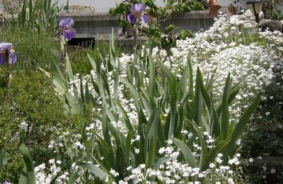 Iris et rocaille