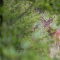 Il y avait aussi le faon et la biche, mais le vent a tourné et bonsoir tout le monde...