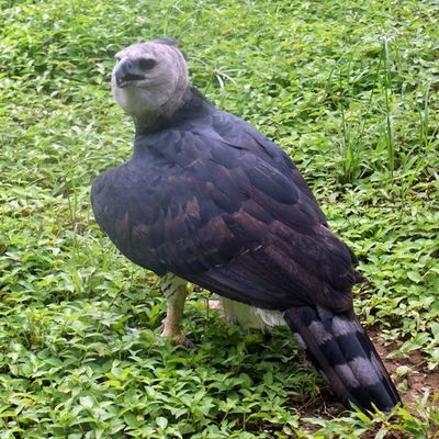 Le zoo de Macouria, le mercredi 13 mars