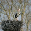 Cigogne blanche