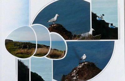 Le Tréport - Les goélands