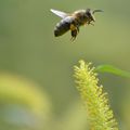 Sur la piste du pollen