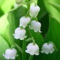Mercredi 1er mai