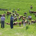 Kirchberg - La transhumance au Lochberg