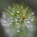 Après la pluie...