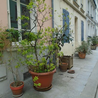 printemps parisien