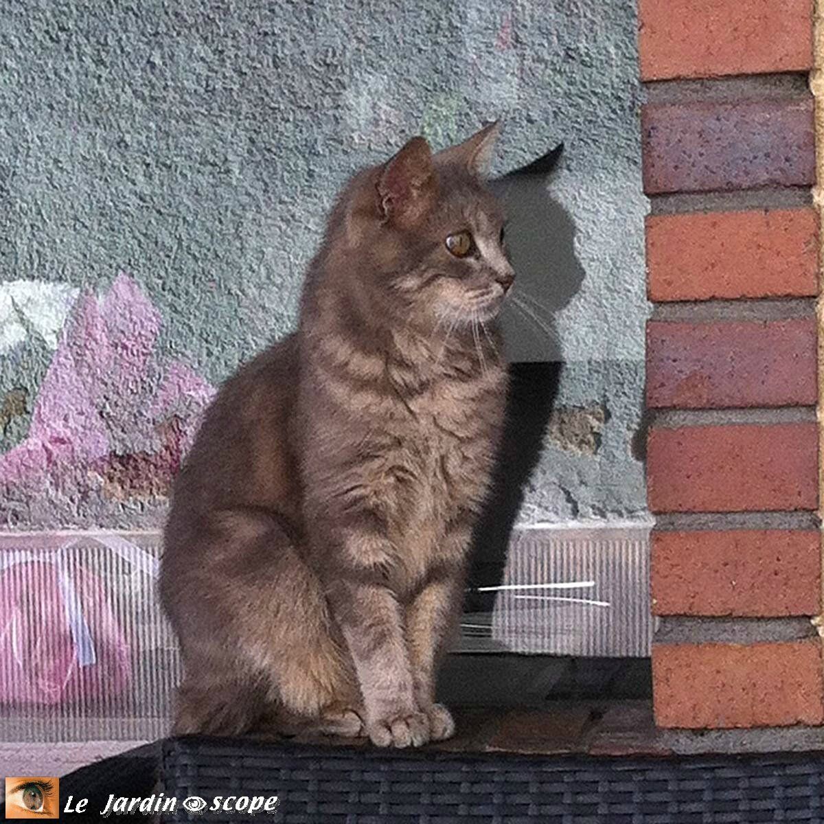 Les chats et la sorcellerie 
