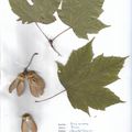 Herbier Acer diabolicum Erable cornu