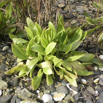 Le génie de la nature