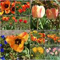 Quoi de neuf dans le village des vacances de mon enfance ? Les tulipes du jardin