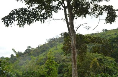Avent 9, Pipette et Molette traversent la forêt équatoriale