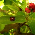 Coccinelle, envoles-toi... il fera beau dimanche !