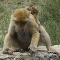 maman et bébé singes