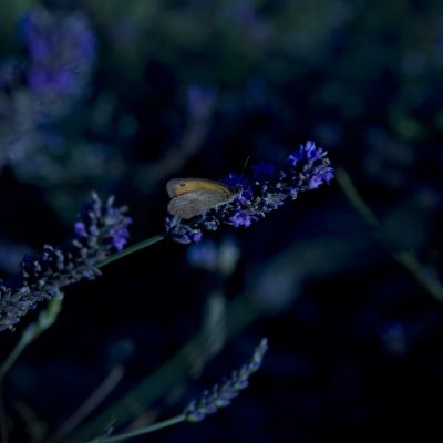 La lavande, une plante aux pouvoirs nombreux !