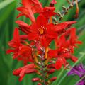 Crocosmia 'Lucifer'