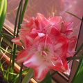 Amaryllis naine