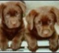 Chiots rongeurs