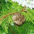 Naissance et mort d'un nid de guêpes à Sarranson
