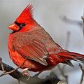Cardinal rouge / North american cardinal