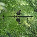 Canard surfer ...