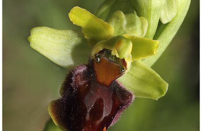 Ophrys araignée : Ophrys aranifera