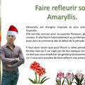Faire refleurir son Amaryllis.