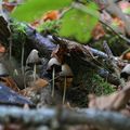 Champignons * Mushrooms #4