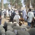 Douz, marché aux bestiaux