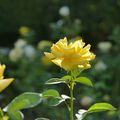 LES JARDINS DU CHATEAU D'O - MONTPELLIER