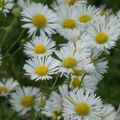 LE BOUQUET DU VENDREDI...