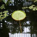 à PARIS au JARDIN des PLANTES.Les SERRES