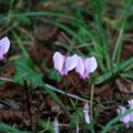 Cyclamen de Naples