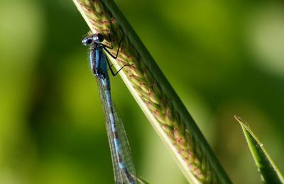 Agrion à longs cercoïdes