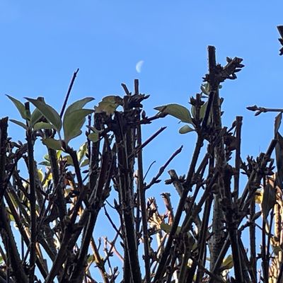 Samedi 13 décembre 2025: Exposition, ma galerie  @ ciel ouvert   Le ciel est mon artiste préféré  et en cuisine pluie d'étoiles 