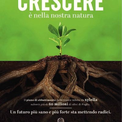 Salviamo gli ulivi !
