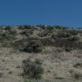 Ginkgo Petrified Forest State Park