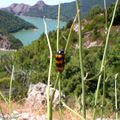 Un petit coléoptère qui s'attaque aux abeilles…!