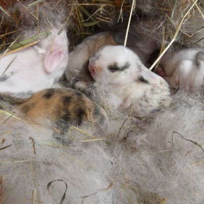 Les bébés de Plumes nés le 6 juillet 2012