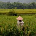 les rizières de Mai Chau quelques jours avant la