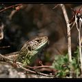 lézards des souches