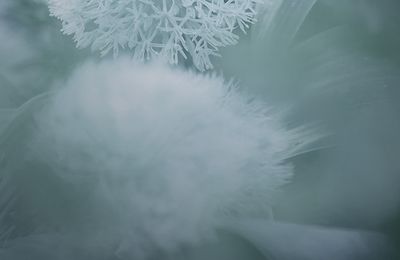 Magie Verte, les herbes et les arbres enchantés