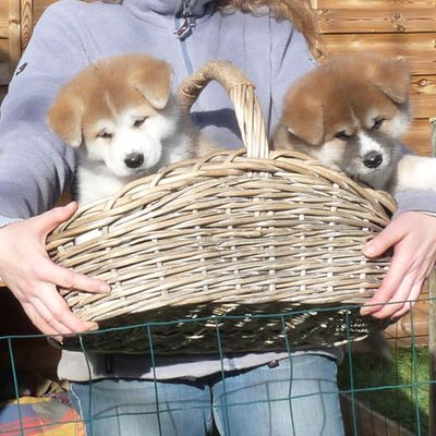 Les bébés à 6 semaines