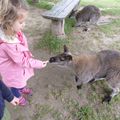 Visite au pays des kangourous