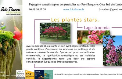 🌳 Lagestroemia Par Paysagiste Pays Basque Paysagiste Landes